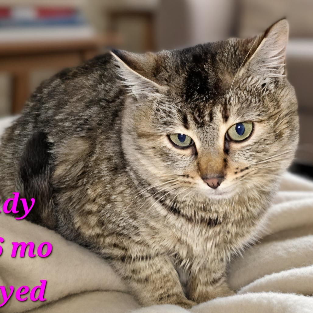 Lady, Adoptable, Kitten Female Domestic Short Hair.