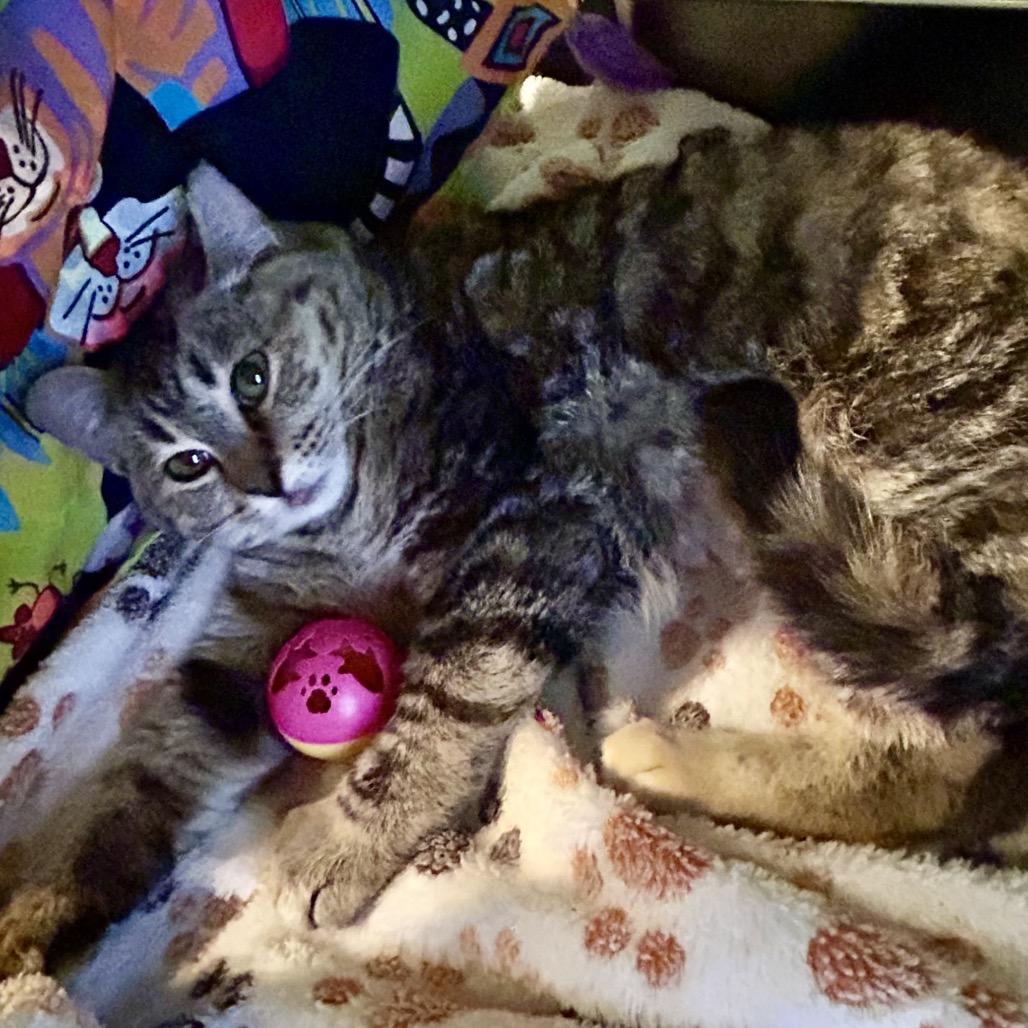 Lady, a Adoptable Domestic Short Hair in Moses Lake, WA image 2/2