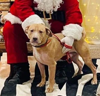 Helios, a Adoptable mixed breed in Effingham, IL image 1/6