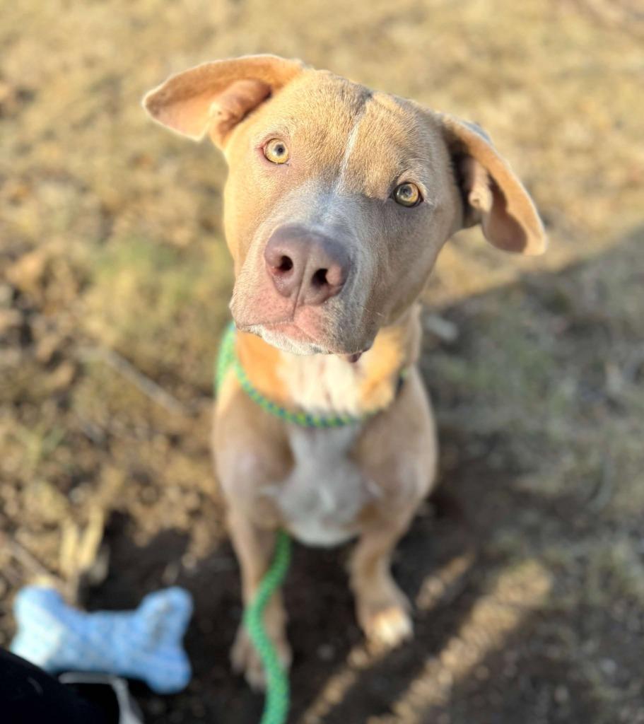 Helios, a Adoptable mixed breed in Effingham, IL image 2/6