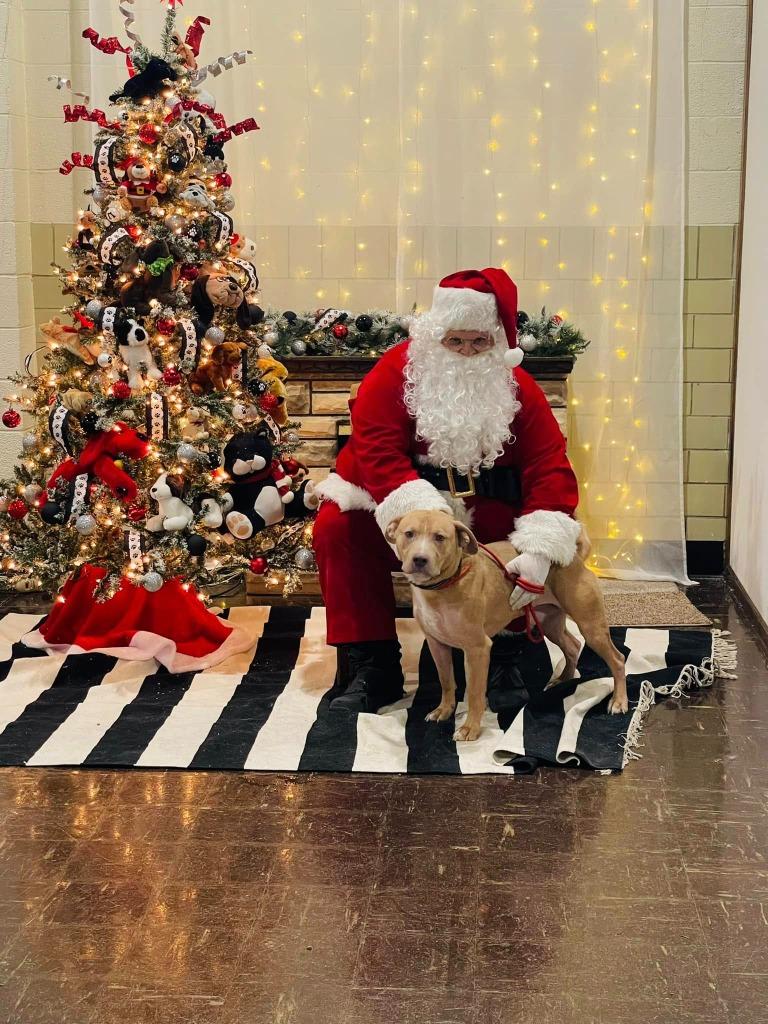 Helios, a Adoptable mixed breed in Effingham, IL image 3/6