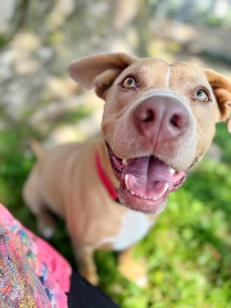 Helios, a Adoptable mixed breed in Effingham, IL image 4/6