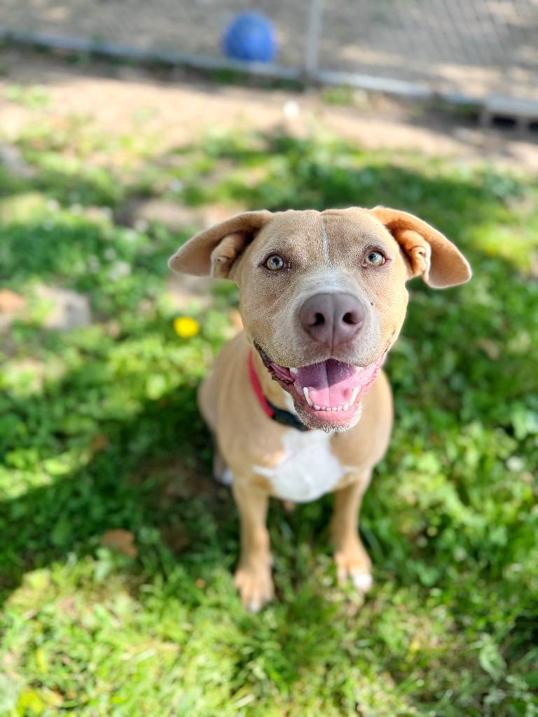 Helios, a Adoptable mixed breed in Effingham, IL image 5/6