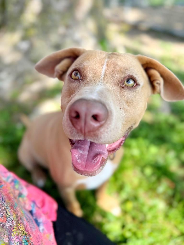 Helios, a Adoptable mixed breed in Effingham, IL image 6/6