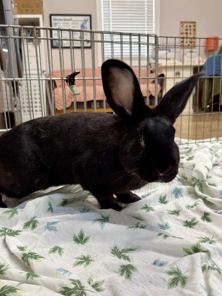 Enlarge Sloane, a Adoptable New Zealand in Pflugerville, TX image 1/4