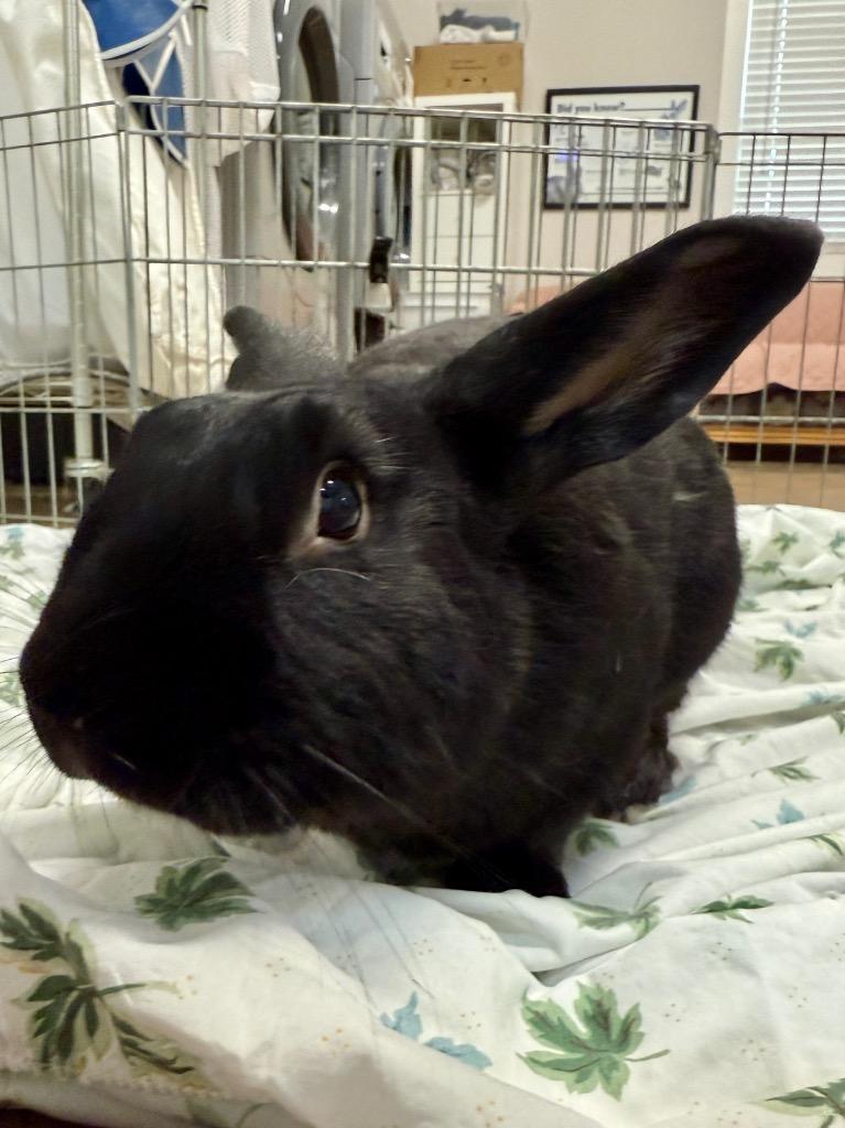 Enlarge Sloane, a Adoptable New Zealand in Pflugerville, TX image 3/4