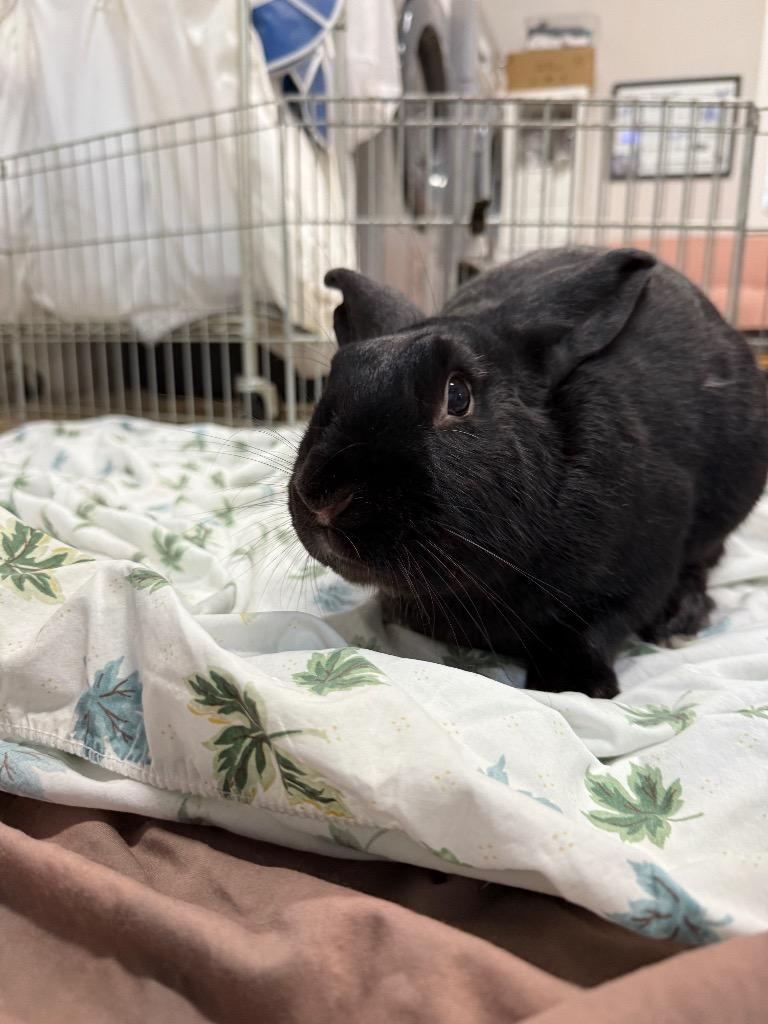 Enlarge Sloane, a Adoptable New Zealand in Pflugerville, TX image 4/5