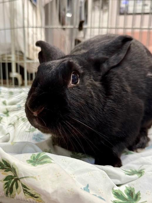 Enlarge Sloane, a Adoptable New Zealand in Pflugerville, TX image 5/5