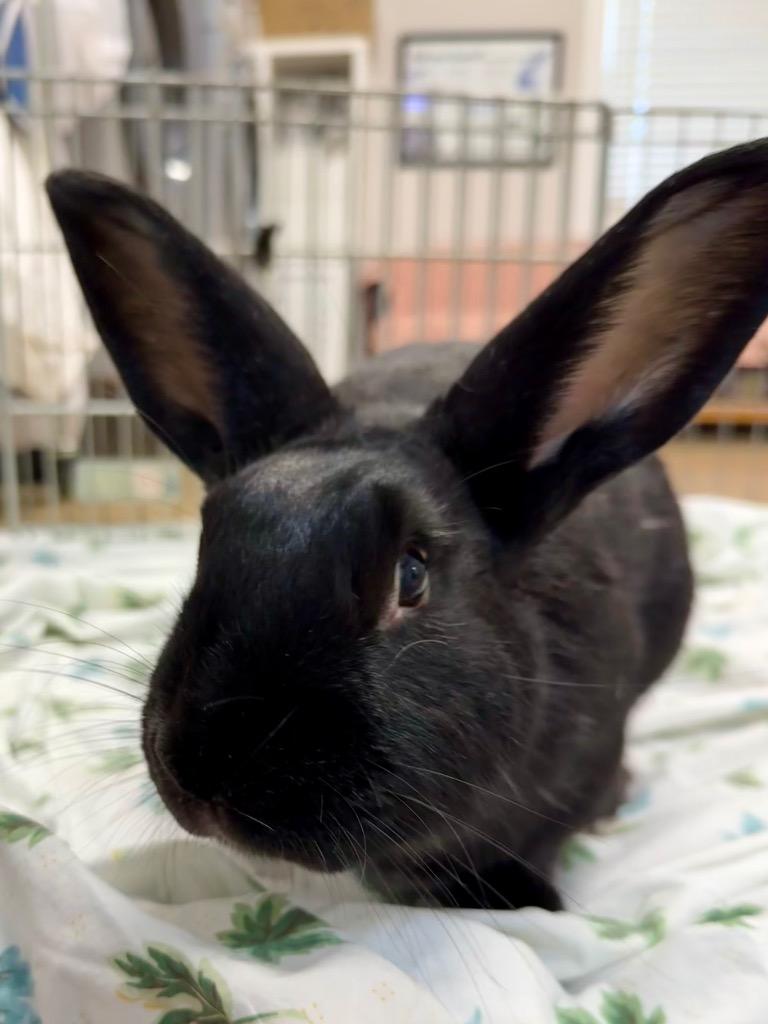 Enlarge Sloane, a Adoptable New Zealand in Pflugerville, TX image 4/5