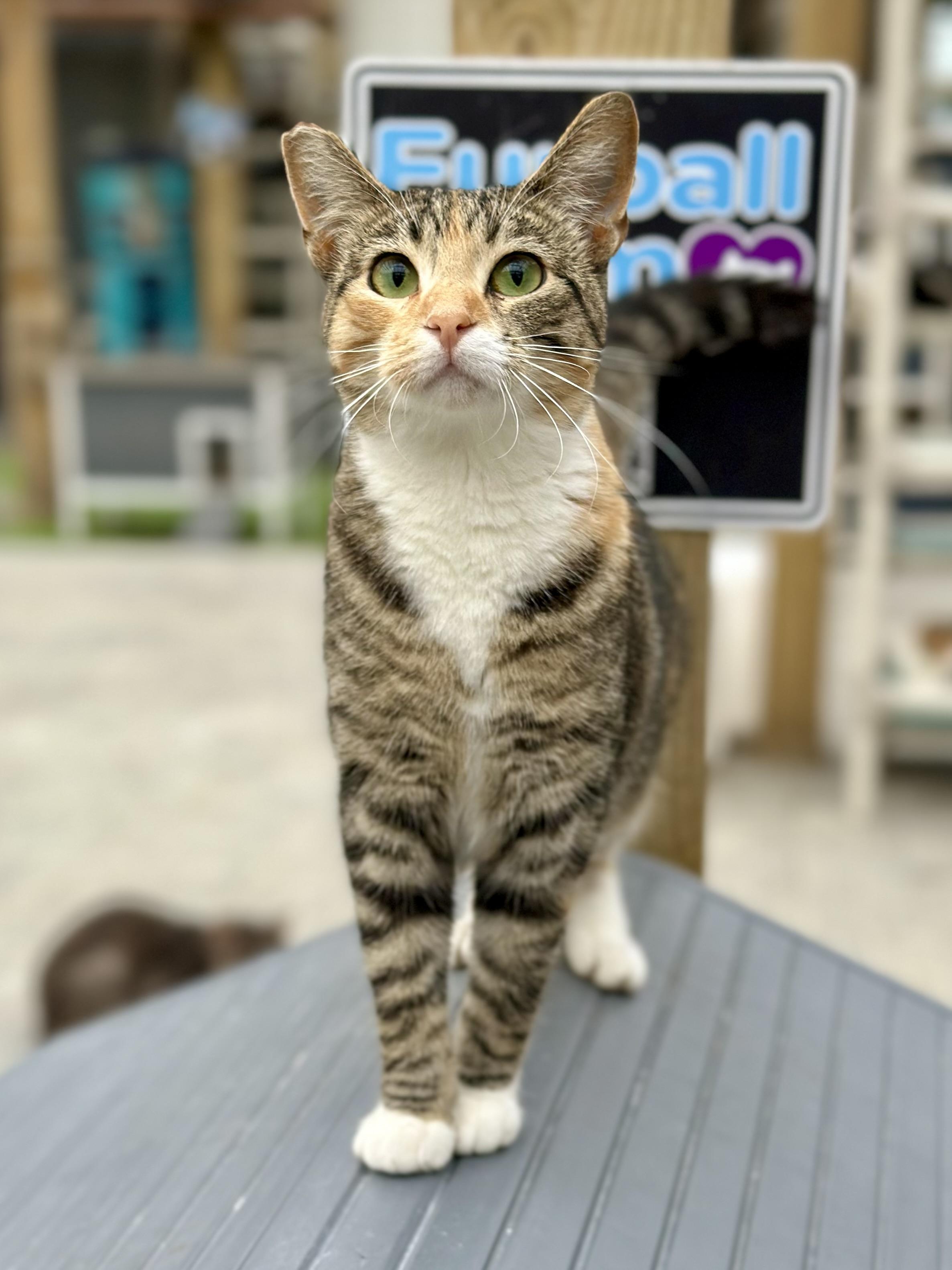 Enlarge Carrot Cake, a Adoptable Domestic Short Hair in Faribault, MN image 1/4