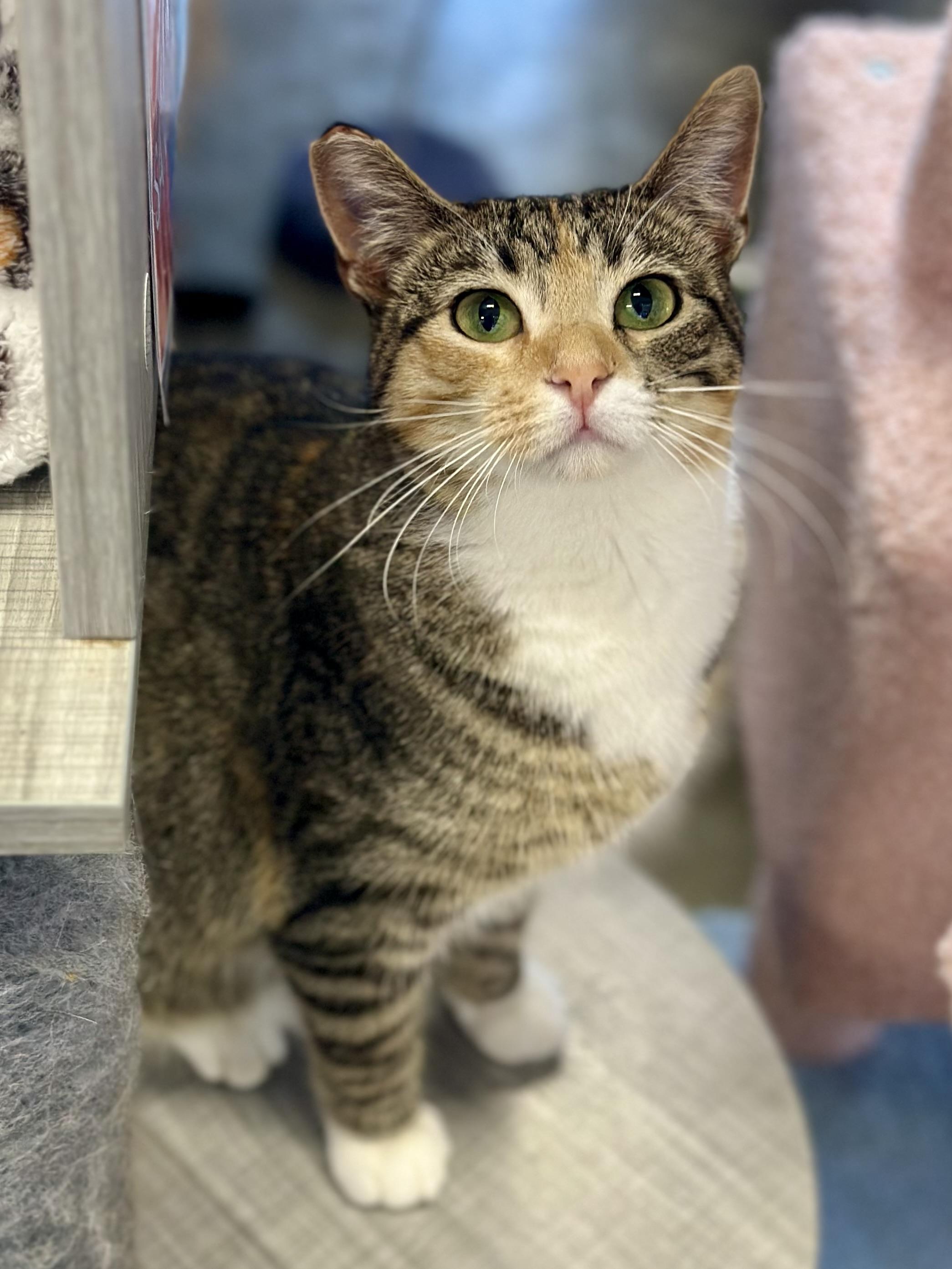 Enlarge Carrot Cake, a Adoptable Domestic Short Hair in Faribault, MN image 3/4