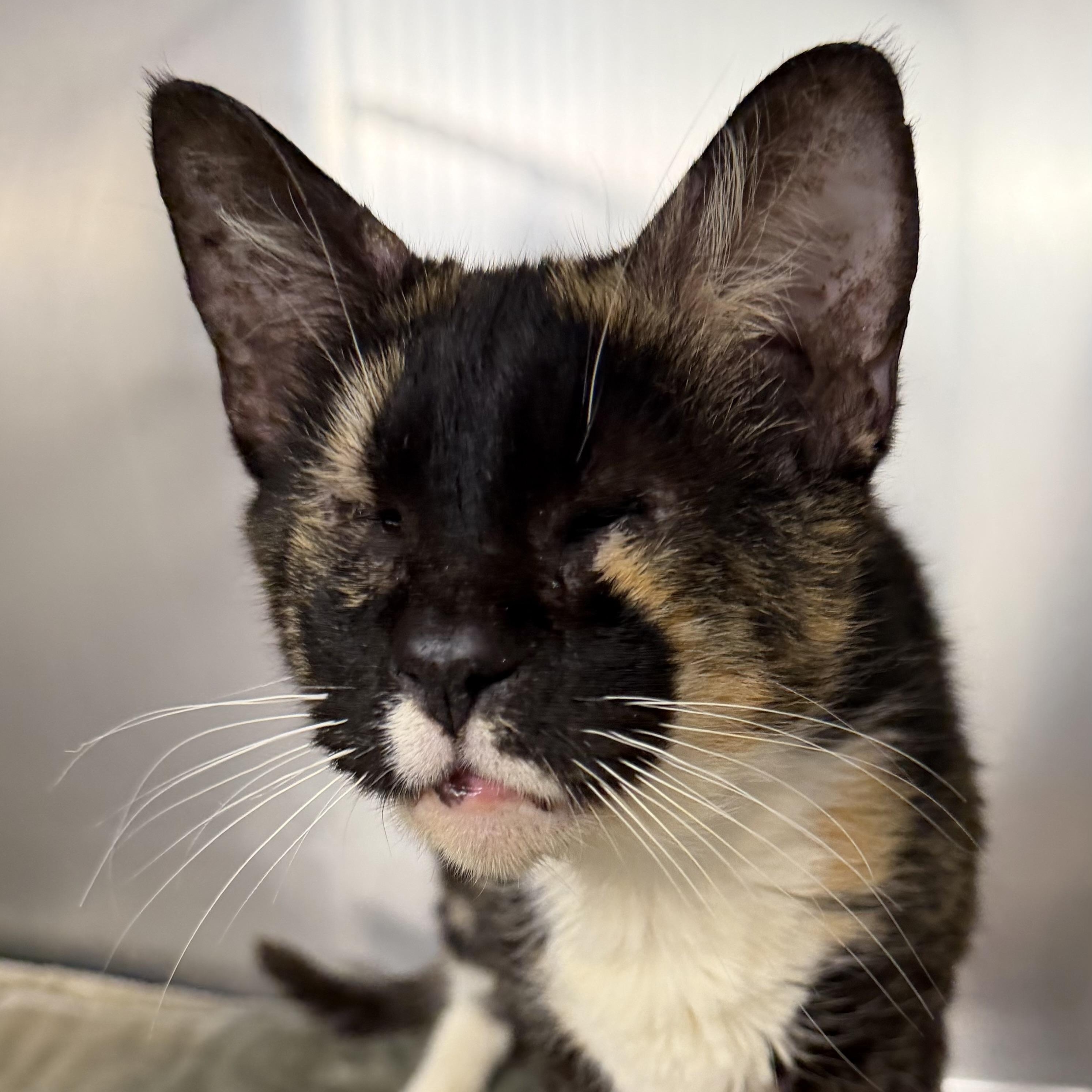 Enlarge Mosaic, a ADOPTABLE Domestic Short Hair in Fernandina Beach, FL image 1/4
