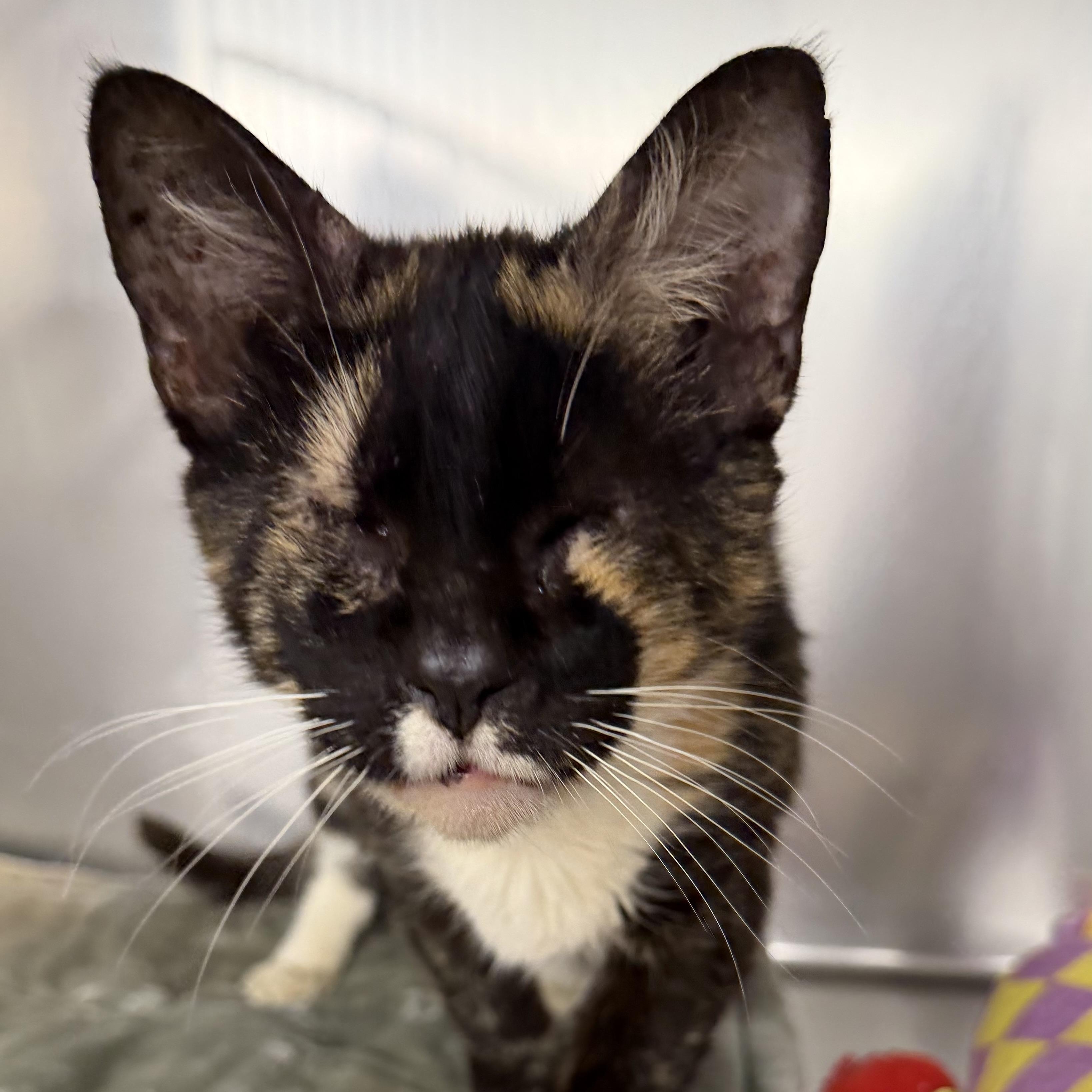 Enlarge Mosaic, a ADOPTABLE Domestic Short Hair in Fernandina Beach, FL image 3/4