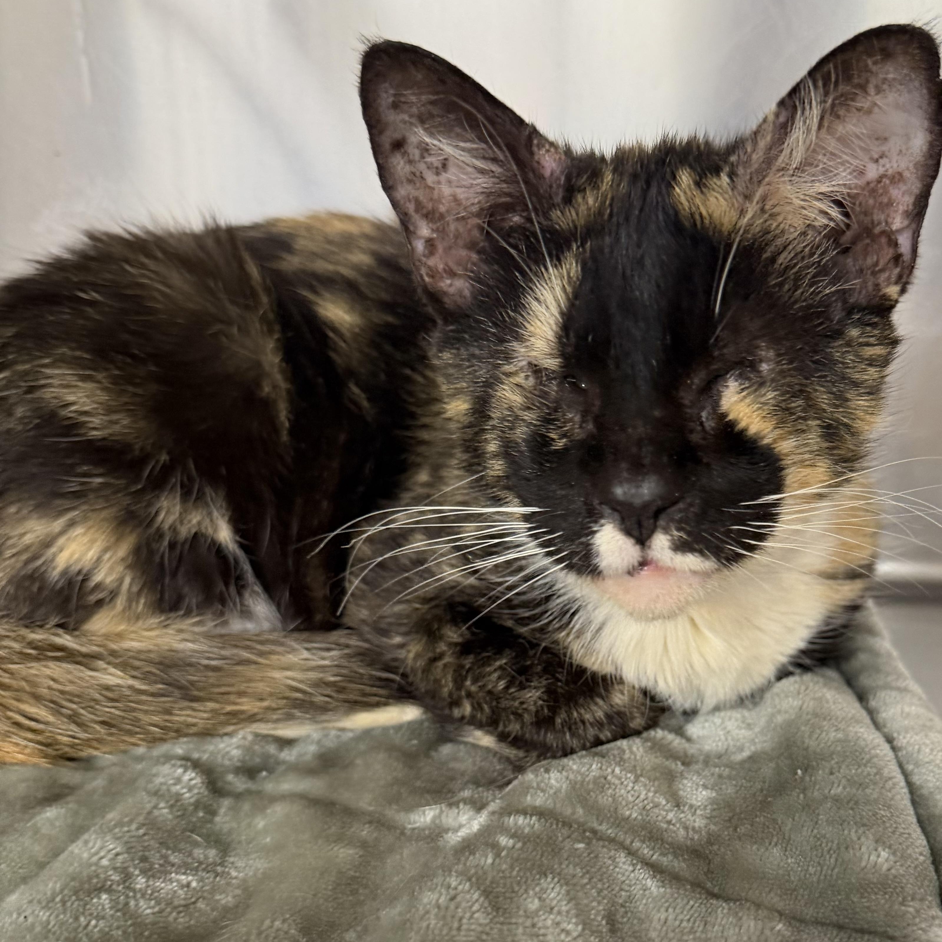Enlarge Mosaic, a ADOPTABLE Domestic Short Hair in Fernandina Beach, FL image 2/4