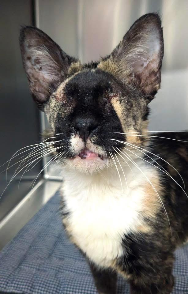 Enlarge Mosaic, a ADOPTABLE Domestic Short Hair in Fernandina Beach, FL image 4/4