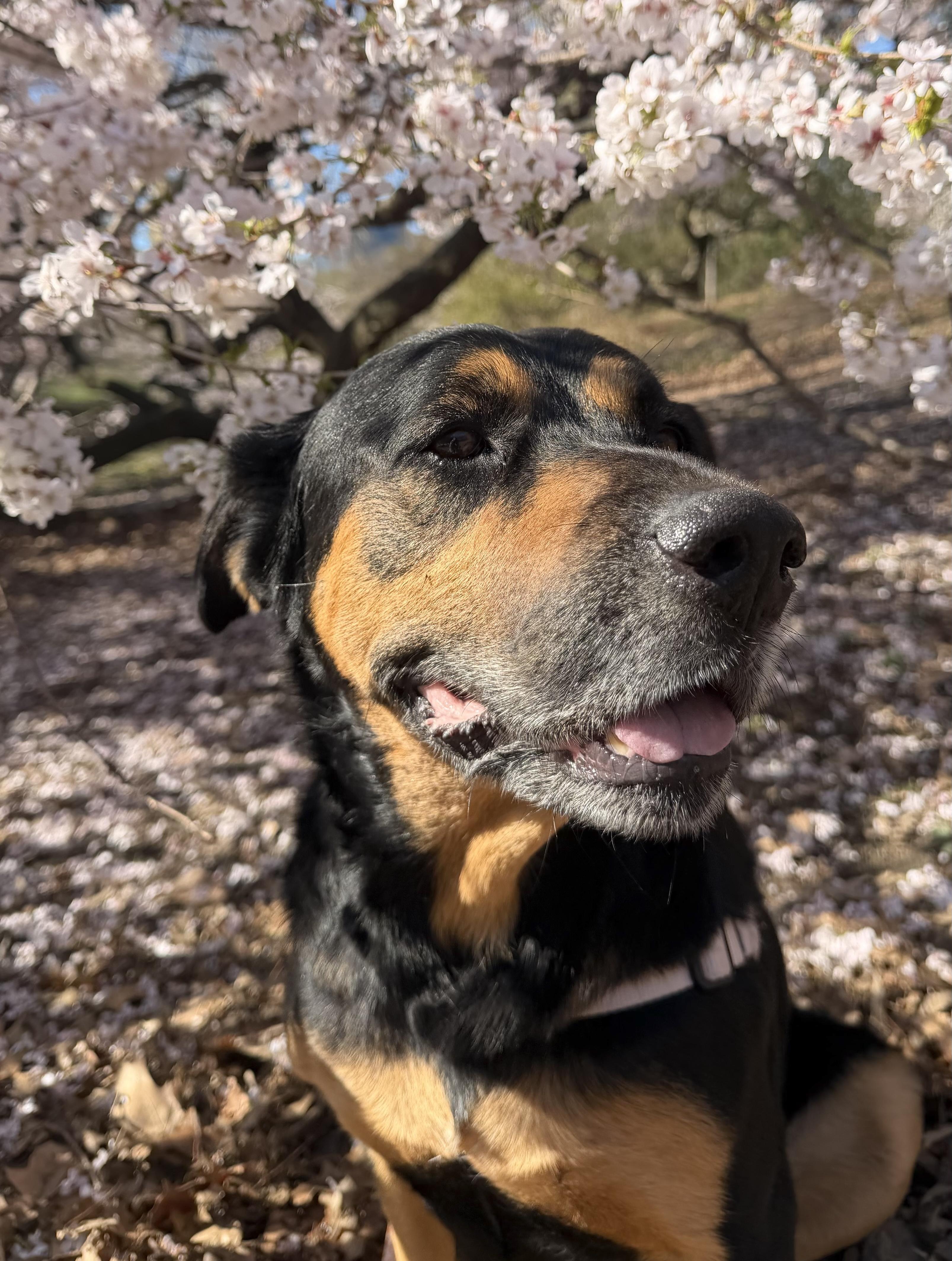 Enlarge Bob, a Adoptable mixed breed in Brooklyn, NY image 4/6