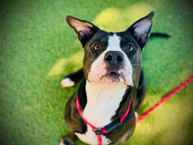 AVOCADO, Adoptable, Adult Male Pit Bull Terrier & Mixed Breed.