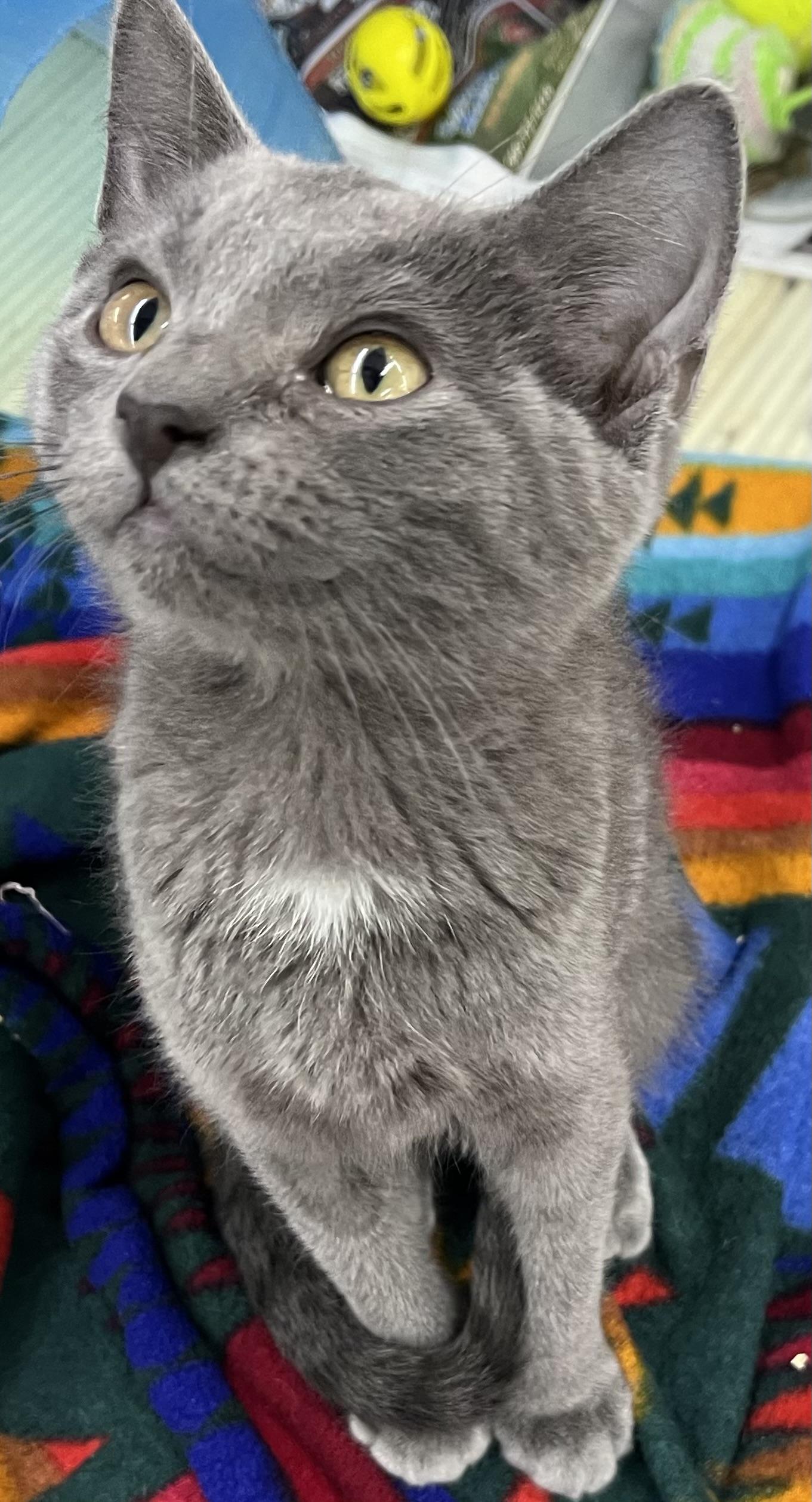 Enlarge Beautiful Siobhan- Female, a Adoptable Domestic Short Hair in Moline, IL image 1/3