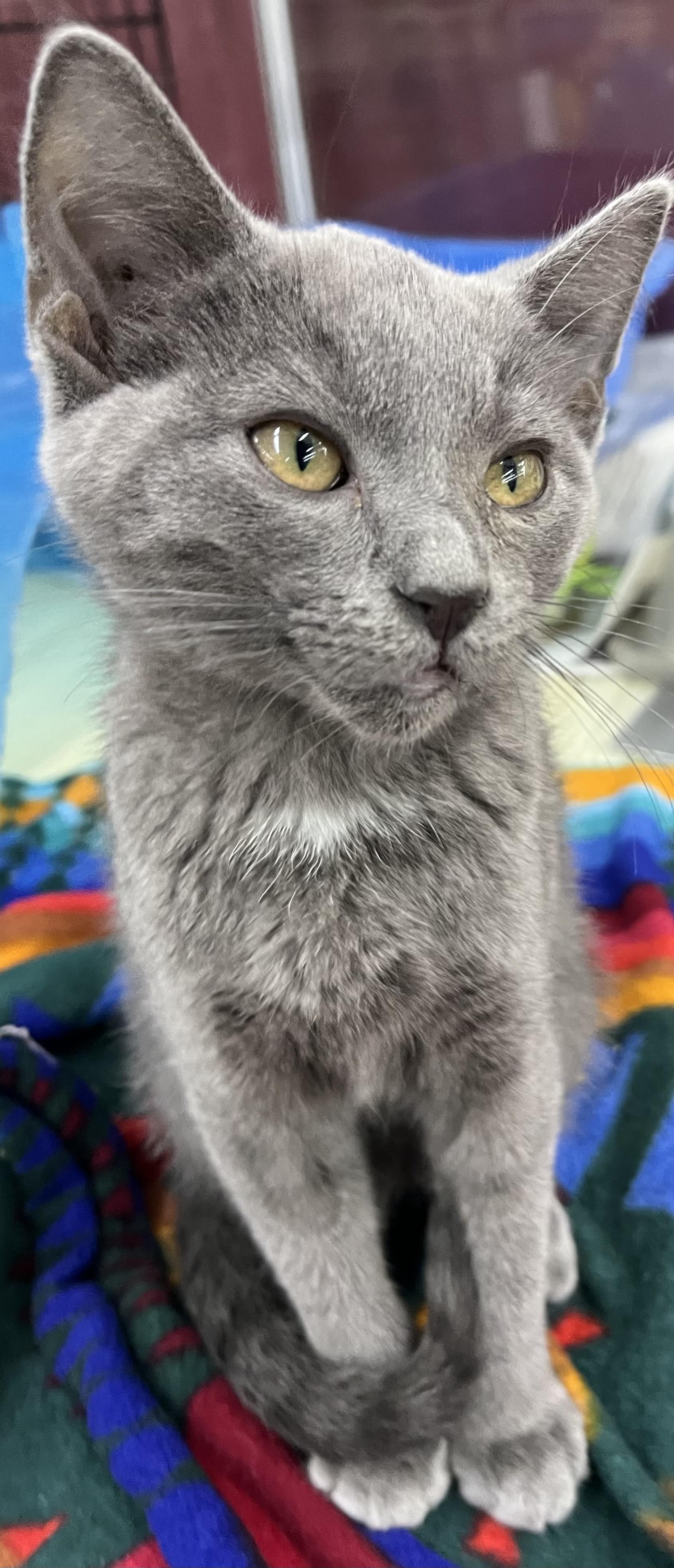 Enlarge Beautiful Siobhan- Female, a Adoptable Domestic Short Hair in Moline, IL image 3/3