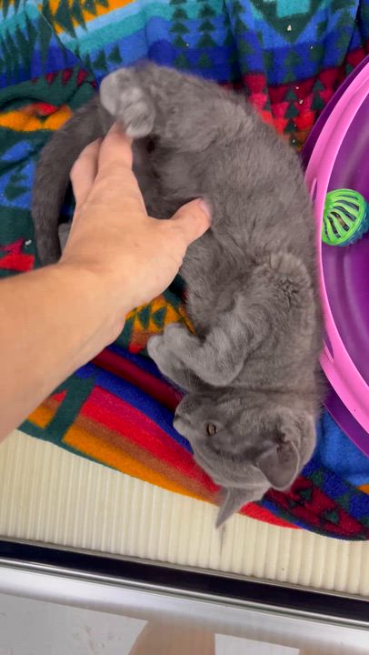 Enlarge Beautiful Siobhan- Female, a Adoptable Domestic Short Hair in Moline, IL video 2/3