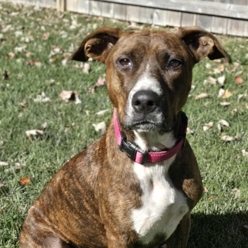 Mercy, Adoptable, Adult Female Mixed Breed.