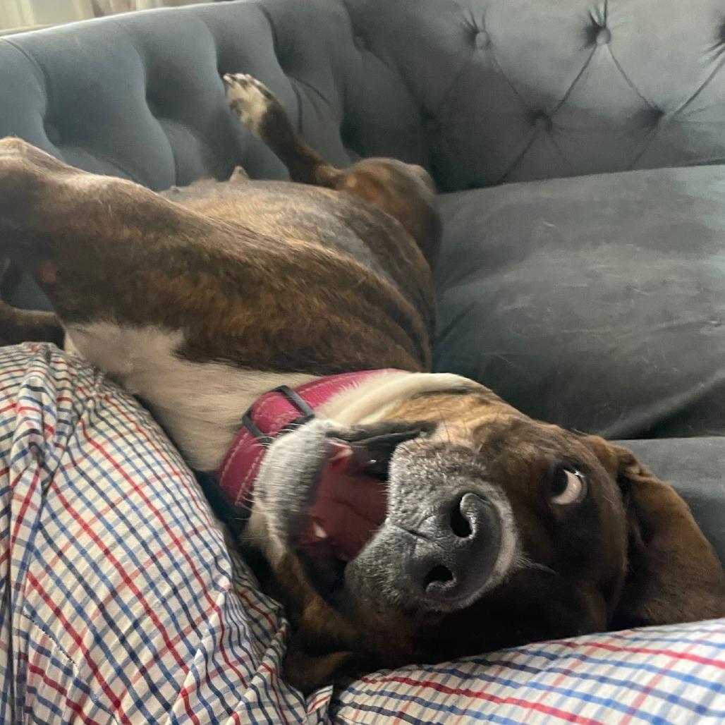 Mercy, Adoptable, Adult Female Mixed Breed.