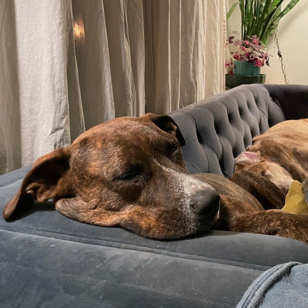 Mercy, a Adoptable Mixed Breed in Overland Park, KS image 2/5