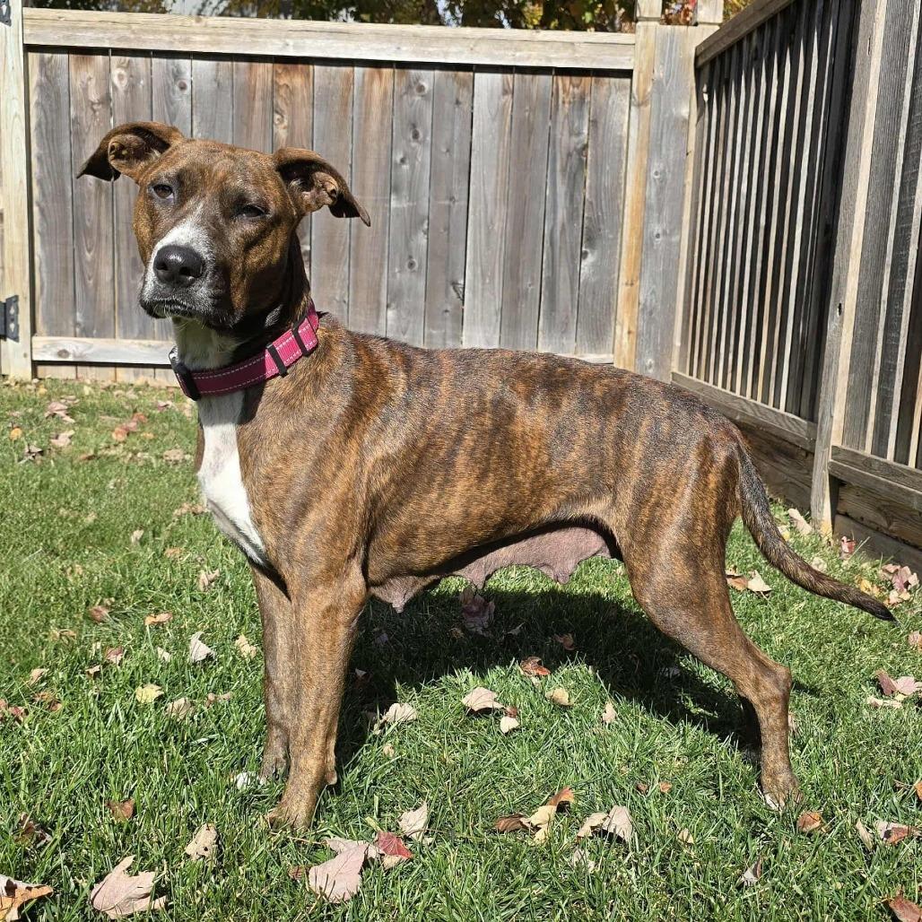 Mercy, a Adoptable Mixed Breed in Overland Park, KS image 4/5