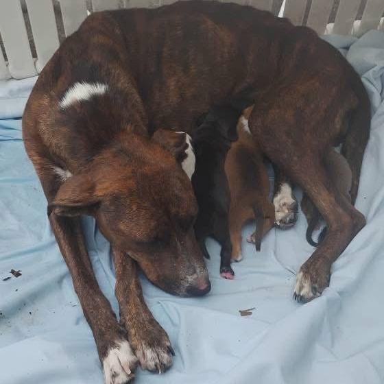 Mercy, a Adoptable Mixed Breed in Overland Park, KS image 5/5