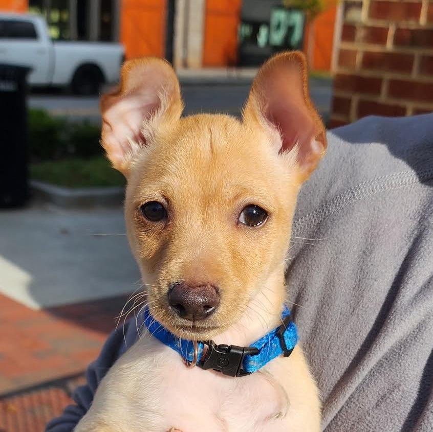 Rayon, Adoptable, Puppy Male Chihuahua.