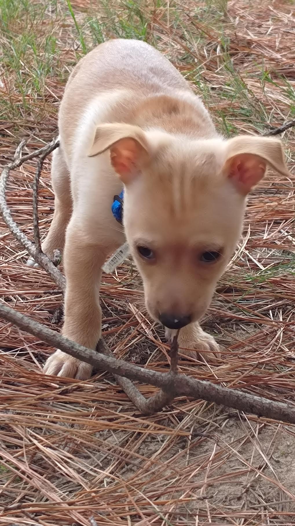 Enlarge Rayon, a Adoptable mixed breed in Cumming, GA image 3/3