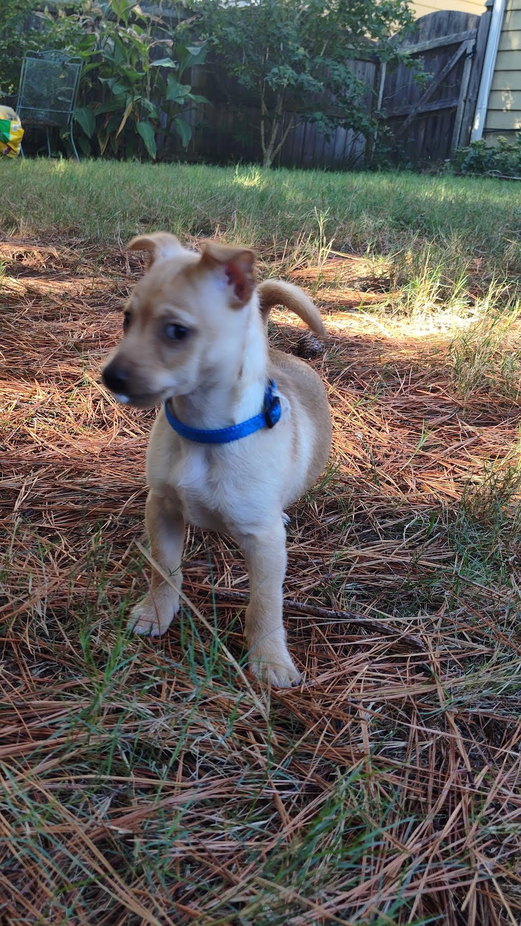 Enlarge Rayon, a Adoptable mixed breed in Cumming, GA image 2/3