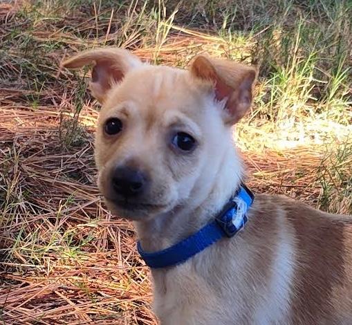 Enlarge Rayon, a Adoptable mixed breed in Cumming, GA image 1/3