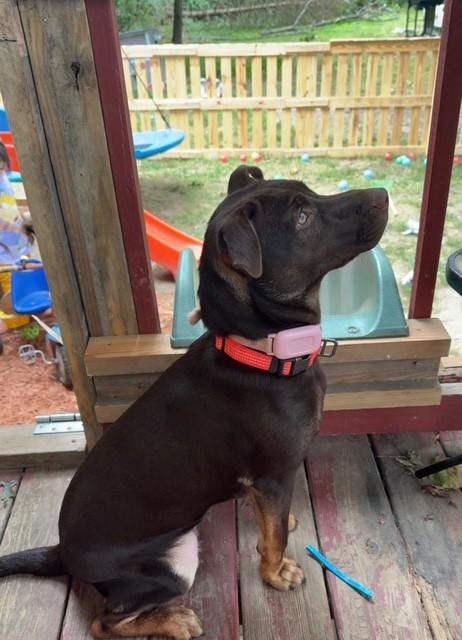 Reese, a ADOPTABLE mixed breed in Augusta, WV image 1/2