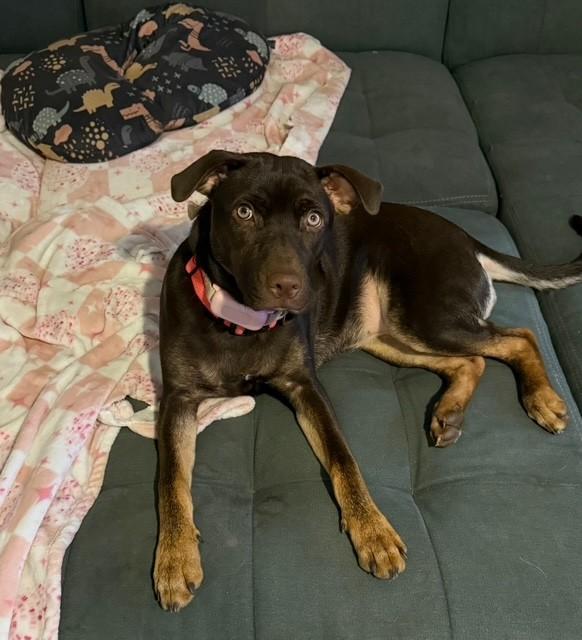 Reese, a ADOPTABLE mixed breed in Augusta, WV image 2/2