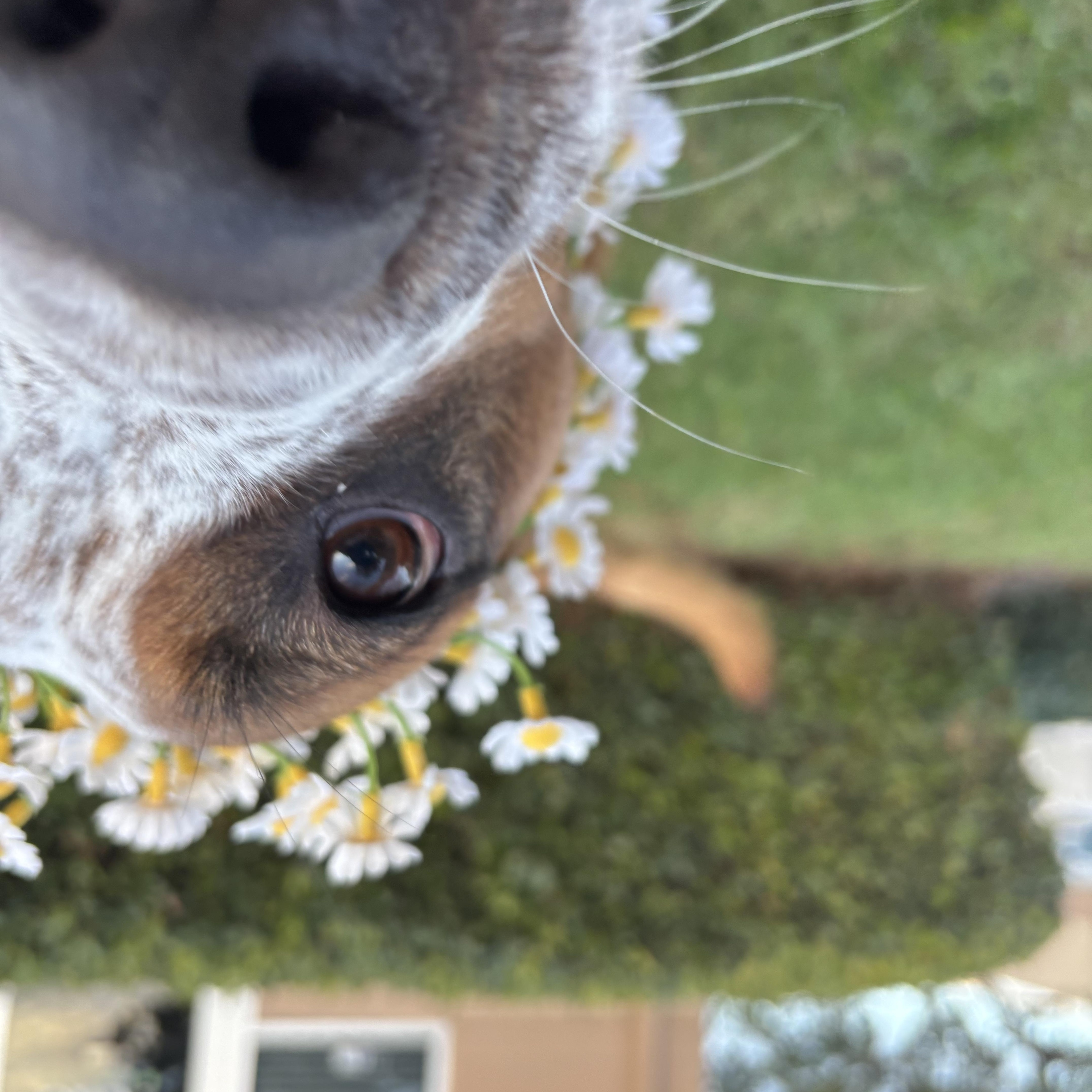 Cookie, an adopted mixed breed in Rancho Santa Margarita, CA image 1/6