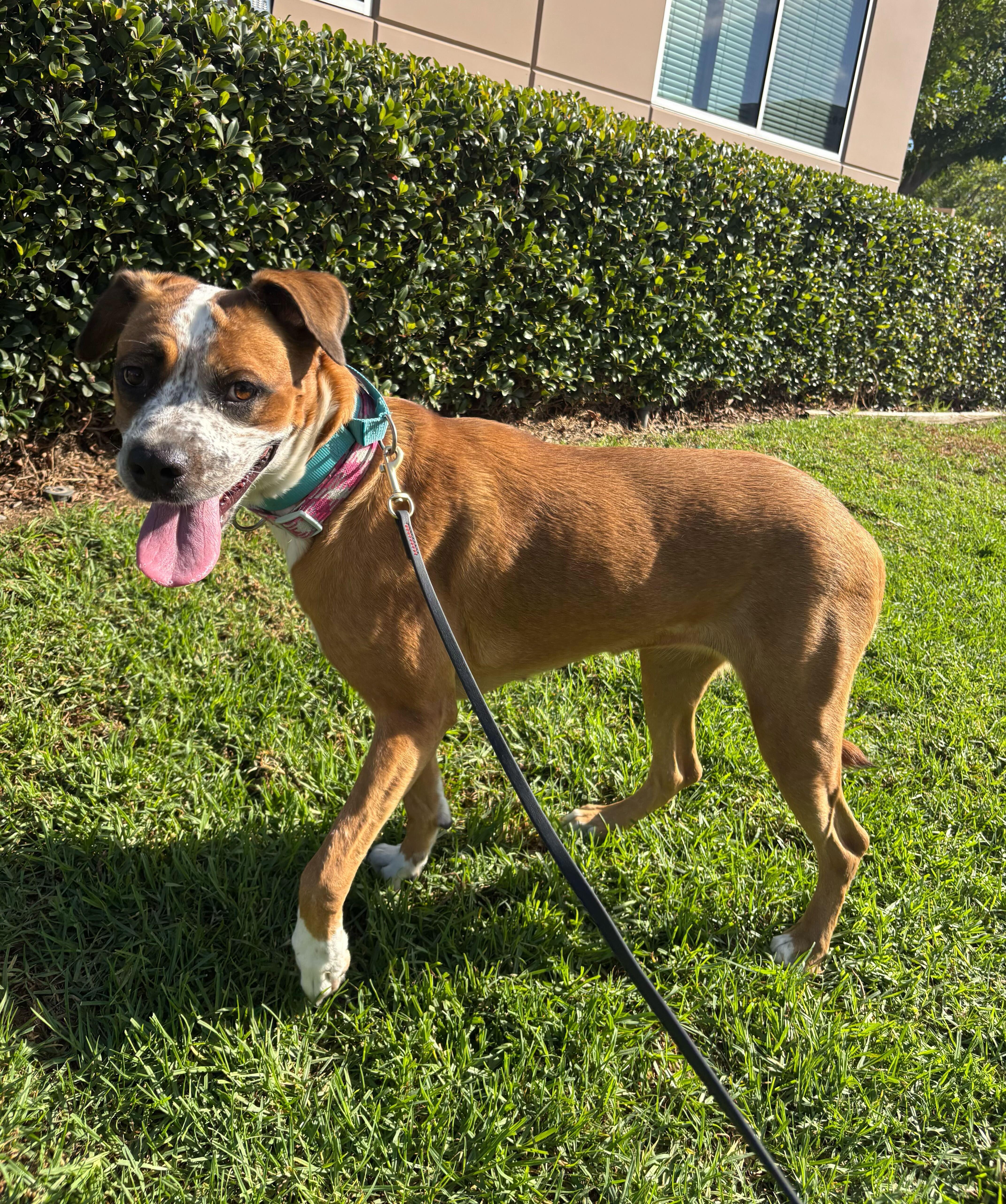 Cookie, an adopted mixed breed in Rancho Santa Margarita, CA image 6/6