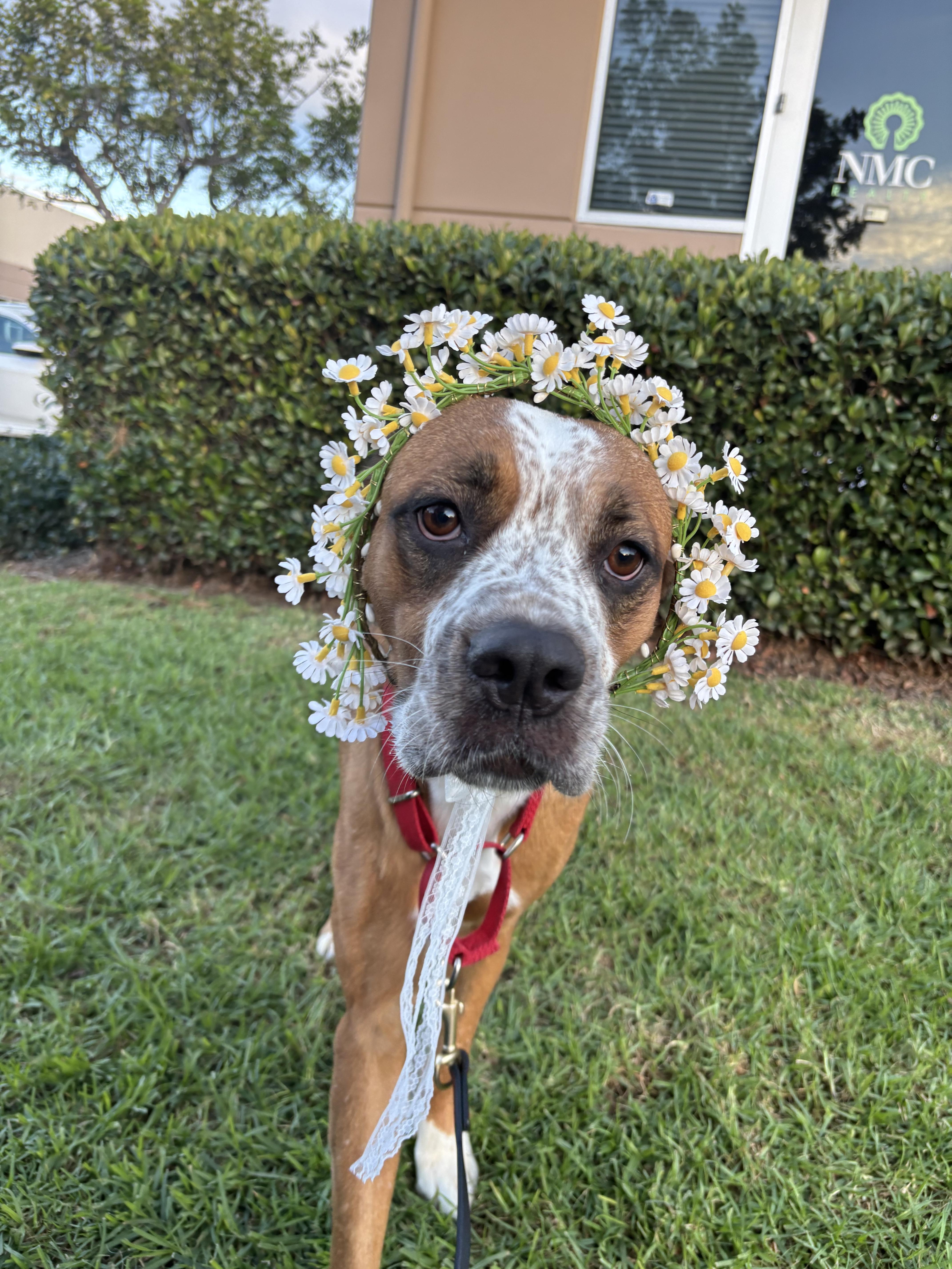 Cookie, an adopted mixed breed in Rancho Santa Margarita, CA image 2/6