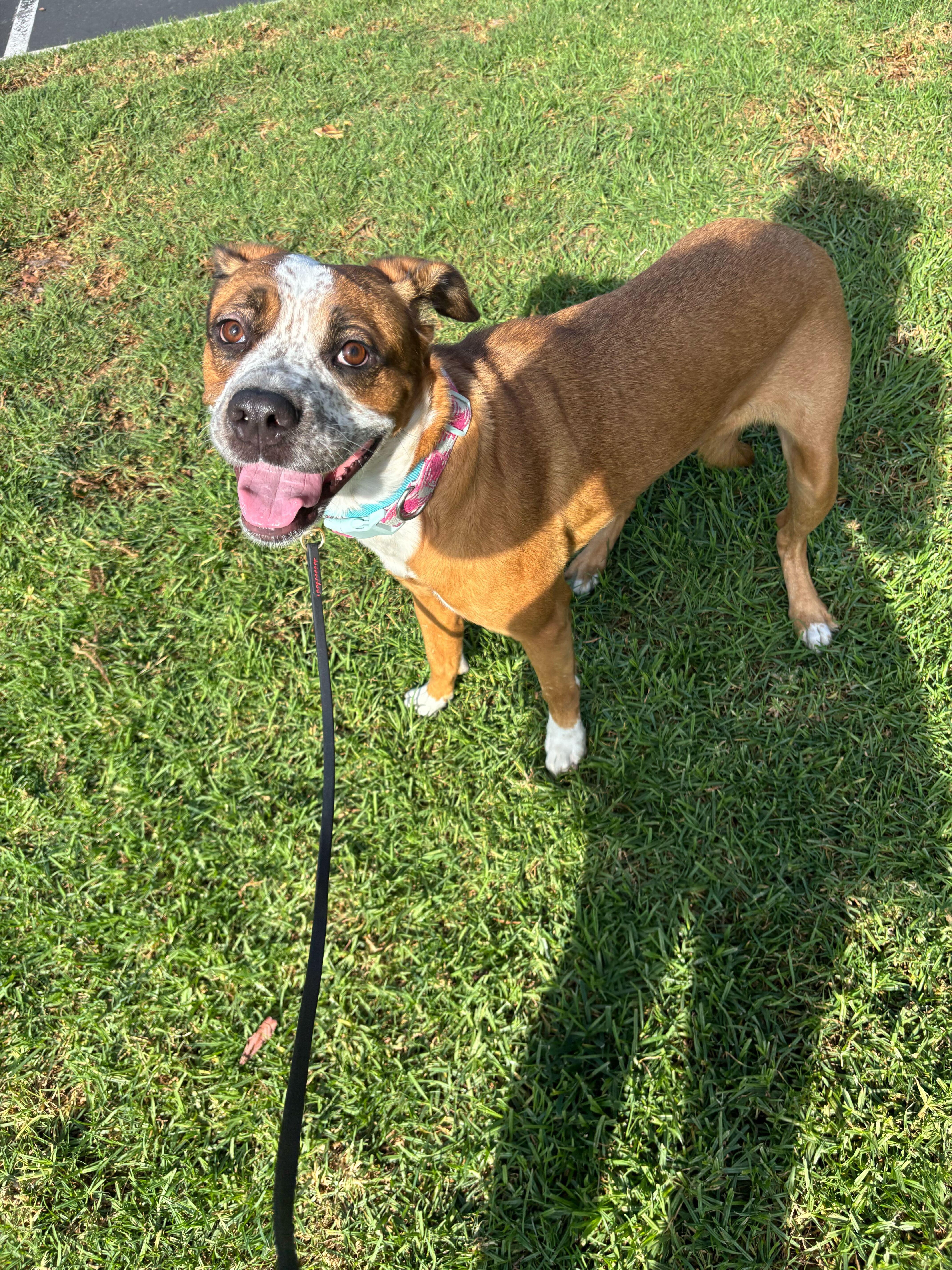 Cookie, an adopted mixed breed in Rancho Santa Margarita, CA image 4/6