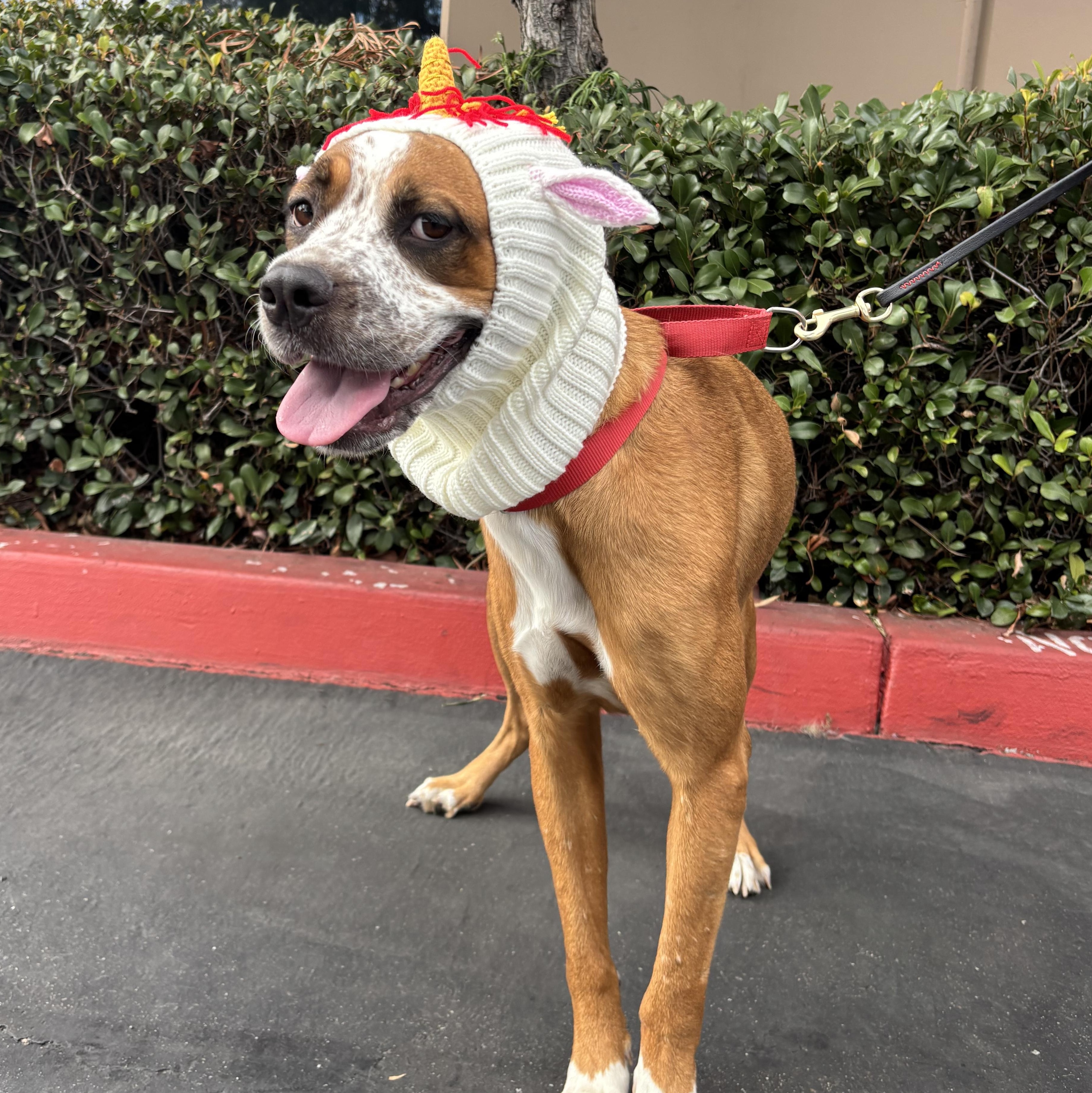 Cookie, adopted, Young Female Pit Bull Terrier.