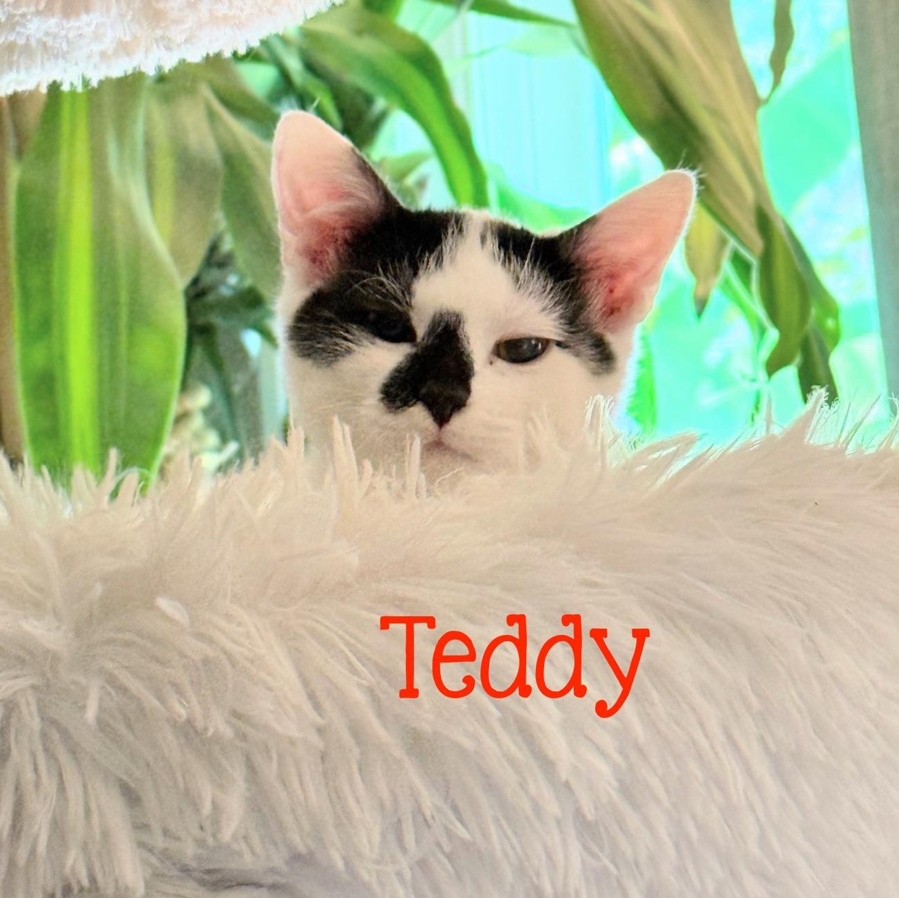 Enlarge Teddy...a gentle little soul with a heart worth waiting for, a Adopted Domestic Short Hair in Murfreesboro, TN image 4/4