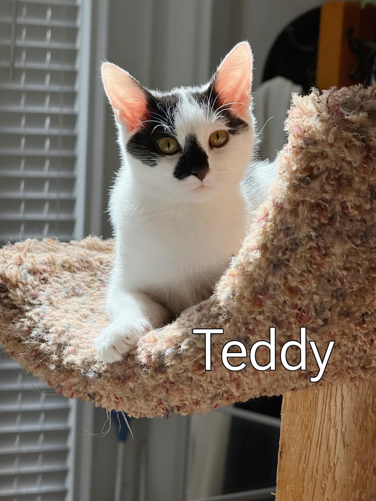 Enlarge Teddy...a gentle little soul with a heart worth waiting for, a Adopted Domestic Short Hair in Murfreesboro, TN image 3/4