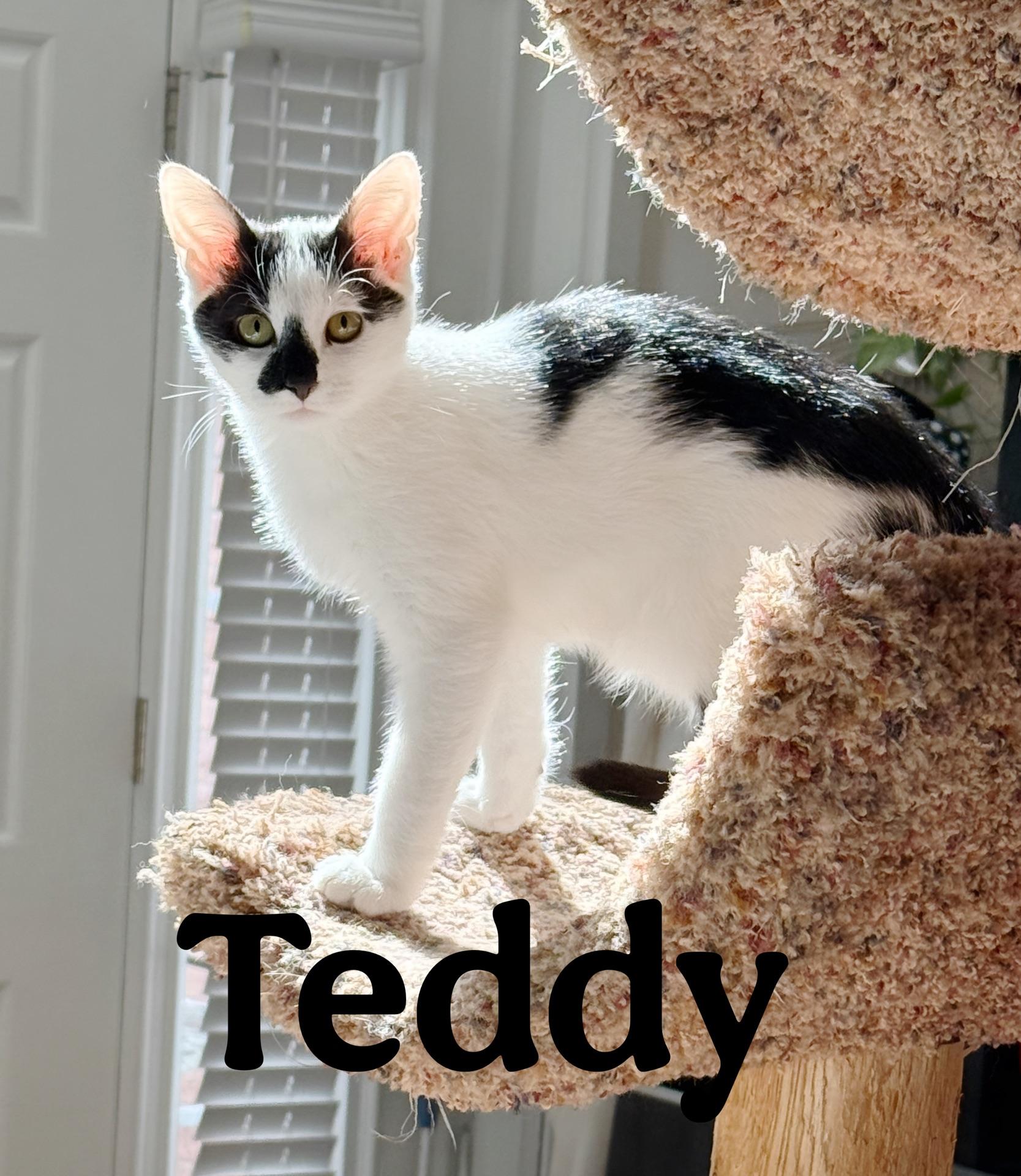 Enlarge Teddy...a gentle little soul with a heart worth waiting for, a Adopted Domestic Short Hair in Murfreesboro, TN image 2/4