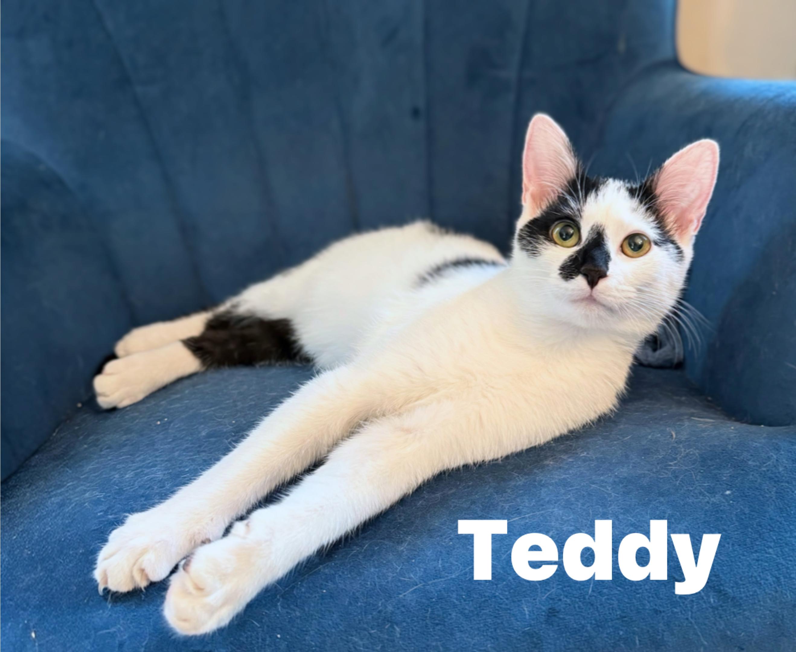 Enlarge Teddy...a gentle little soul with a heart worth waiting for, a Adopted Domestic Short Hair in Murfreesboro, TN image 1/4