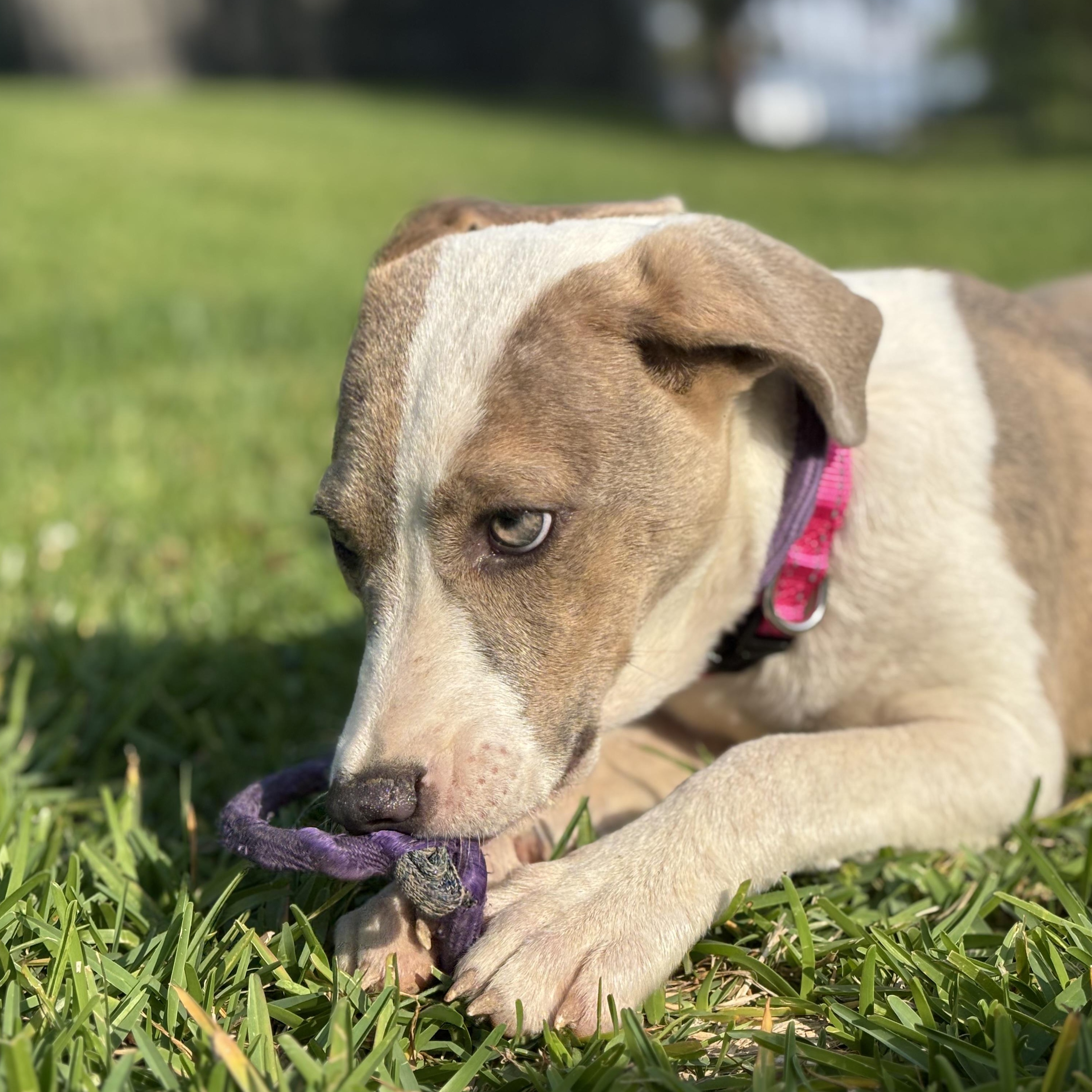 Honey, an adopted mixed breed in Winchester, VA image 3/6