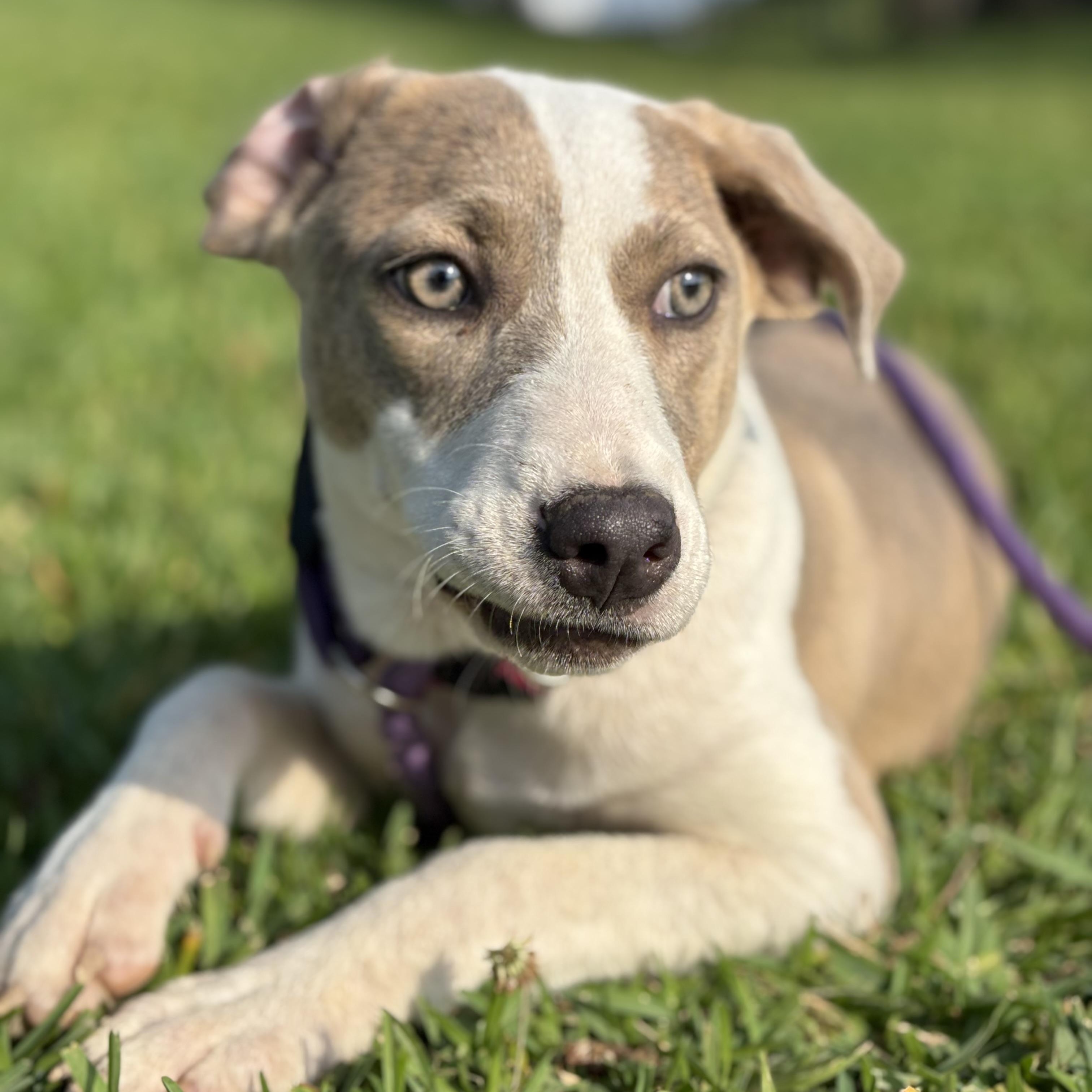 Honey, an adopted mixed breed in Winchester, VA image 4/6