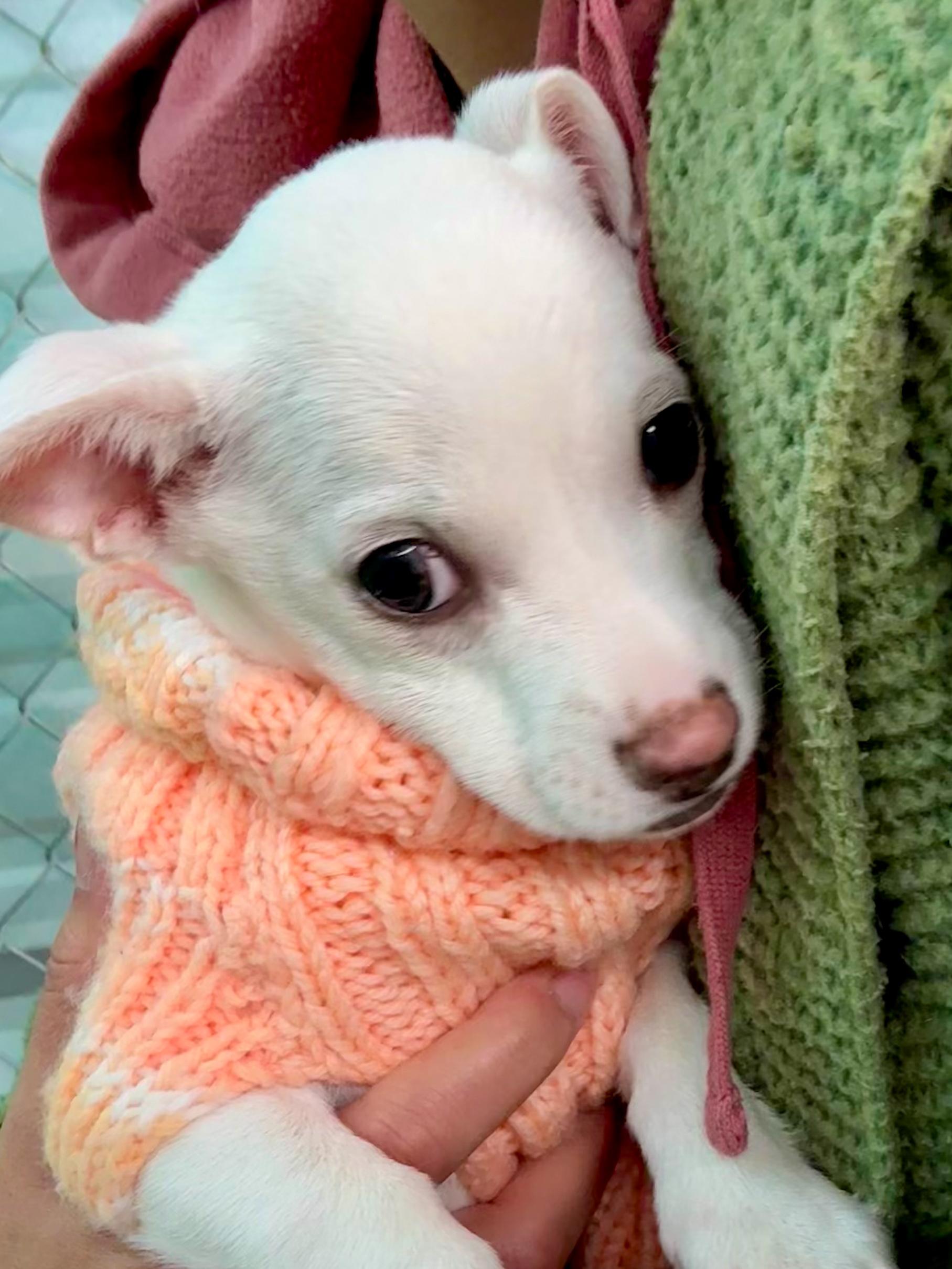 BABY ZOEY , a ADOPTABLE mixed breed in Fresno, CA image 4/5