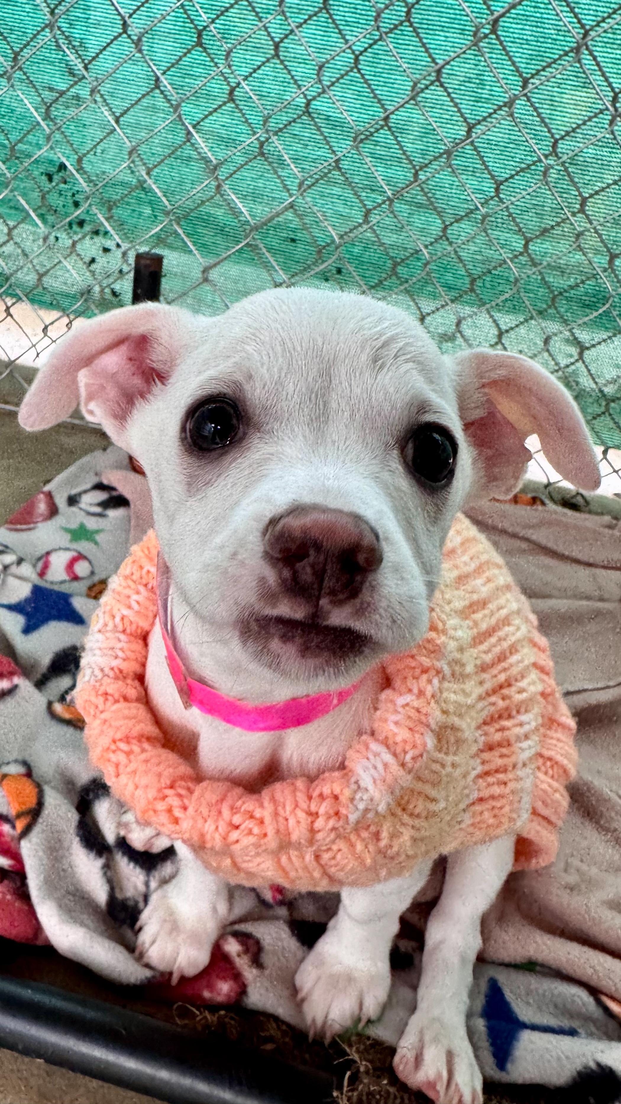 BABY ZOEY , a ADOPTABLE mixed breed in Fresno, CA image 5/5