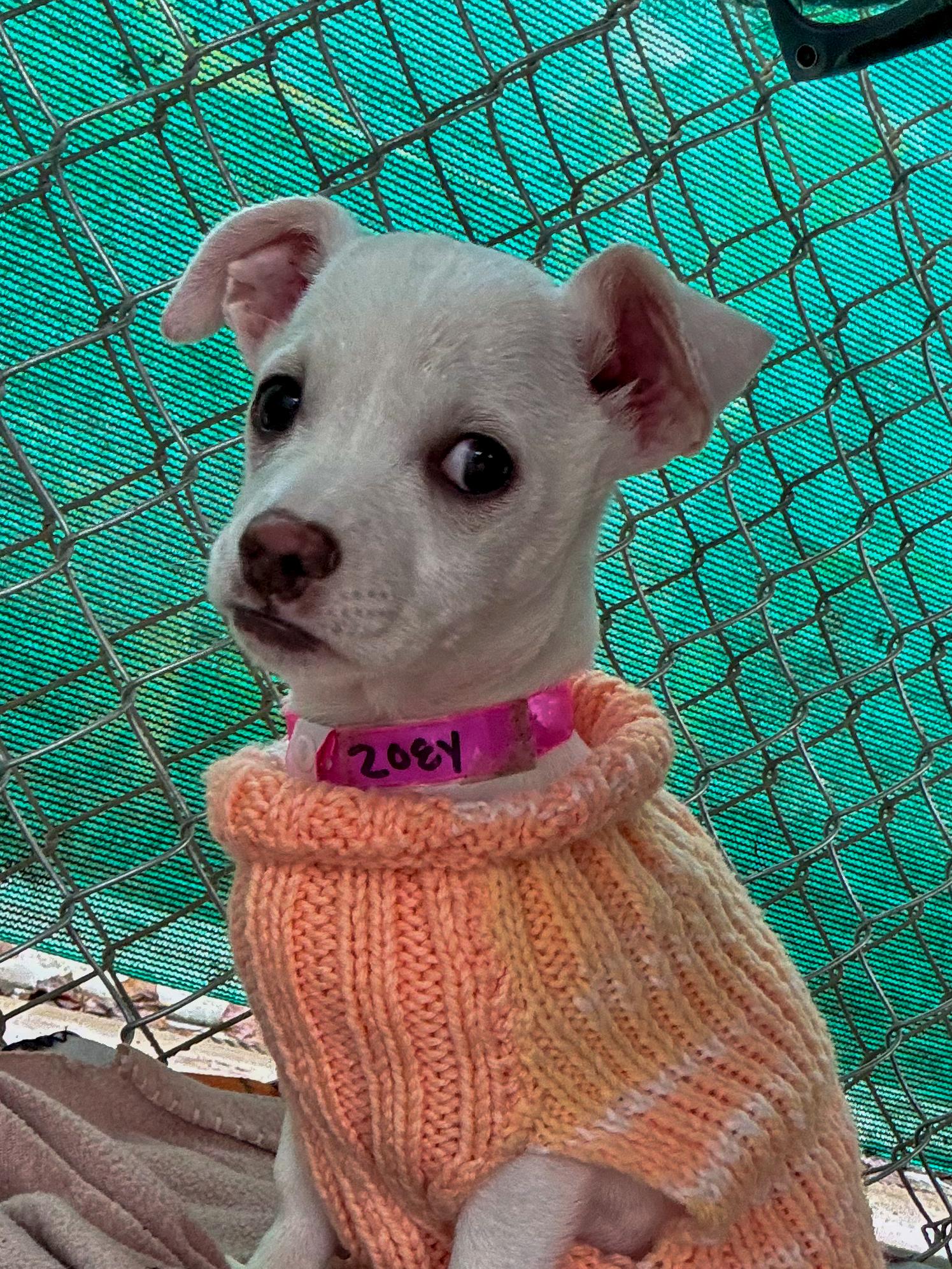 BABY ZOEY , a ADOPTABLE mixed breed in Fresno, CA image 1/5