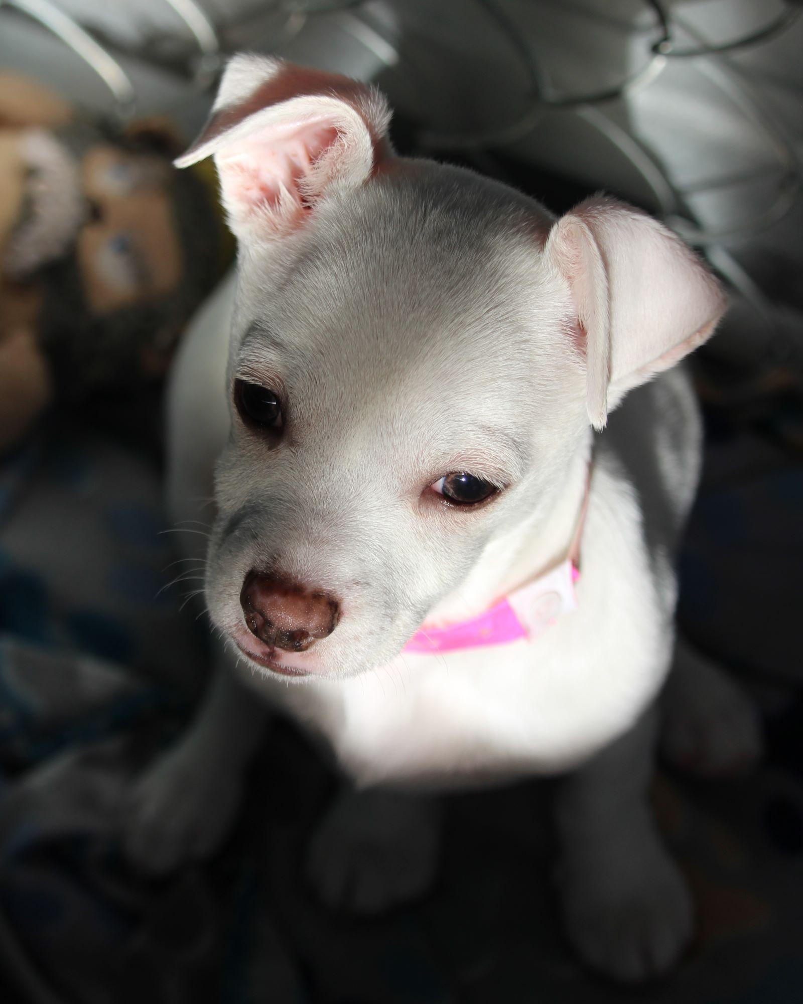 BABY ZOEY , a ADOPTABLE mixed breed in Fresno, CA image 3/5